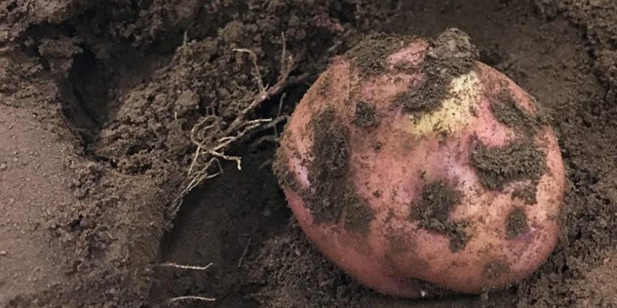 Peru'da Mars'a yakın koşullarda patates yetiştirildi