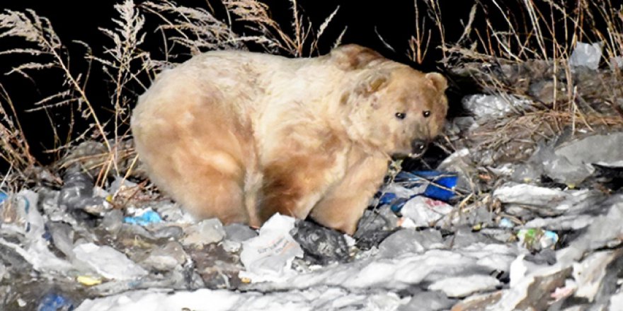 Kars'ta ayılar şehire indi