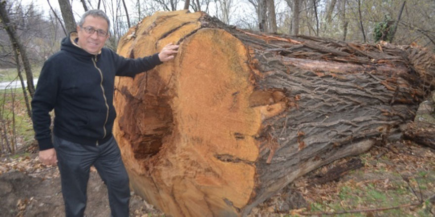 Bunlar da tabiatın katilleri: 400 yaşındaki ağaçları kestiler