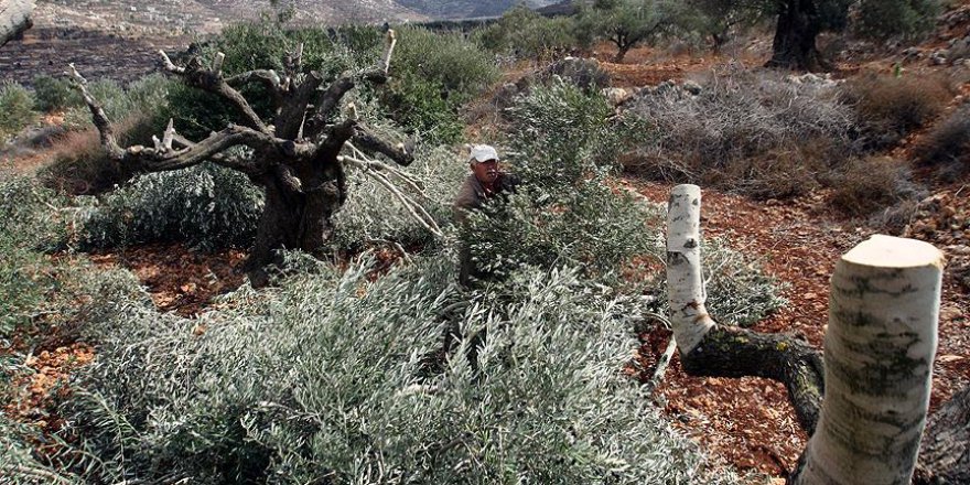 Yahudi yerleşimciler Filistinlilerin arazilerine saldırdı