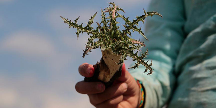 Kainat eczanesinden kenger: Diş hastalıklarına şifa oluyor