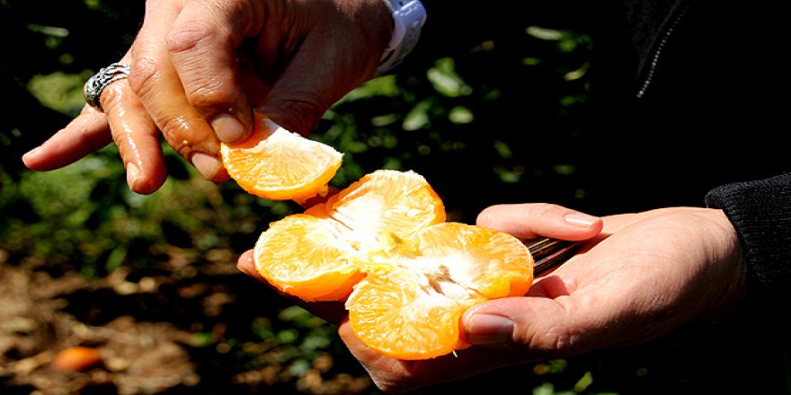 Çekirdeksiz kolay soyulan mandalina için çalışıyorlar