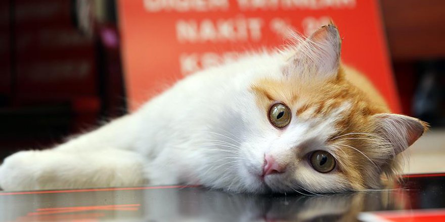 El Bab'tan gelen 'Barış' yeni yuvasını sevdi