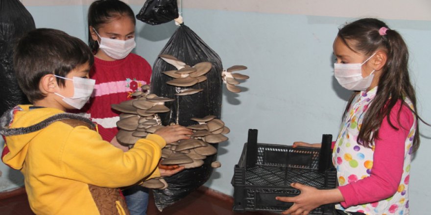 Boş kalan sınıfları mantar üreterek değerlendirdiler