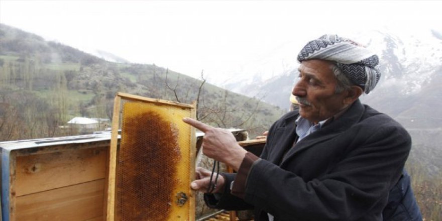 Arı ölümleri arıcıları zor durumda bıraktı