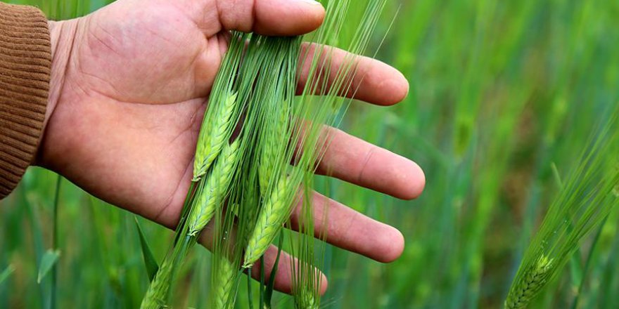 Nisan yağmuru çiftçilere 'deva' oldu