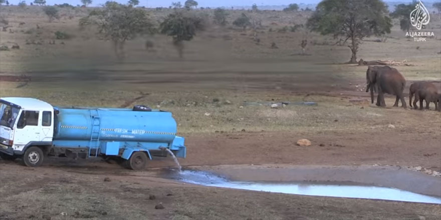 Bir iyilik çabası: Hayvanlara kiralık kamyonla su taşıyor