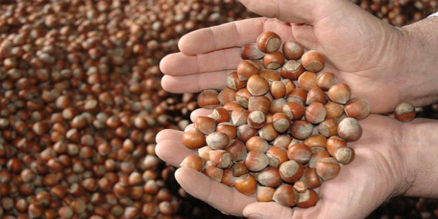 TMO'da fındık alımı yarın başlıyor