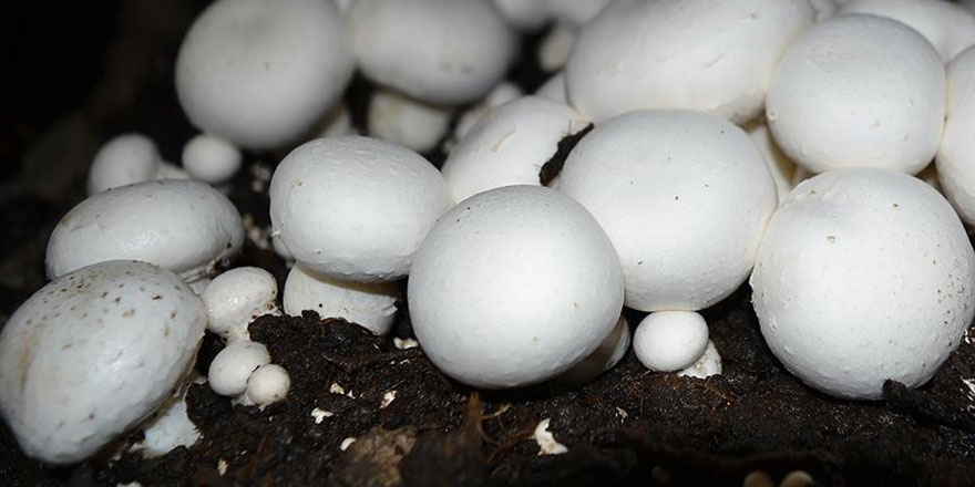 Kainat eczanesinden mantarın prostat kanseri riskini azalttığı tespit edildi