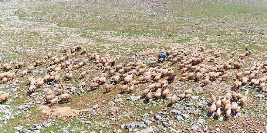 Hayvancılık sektörüne Suudi Arabistan ilgisi