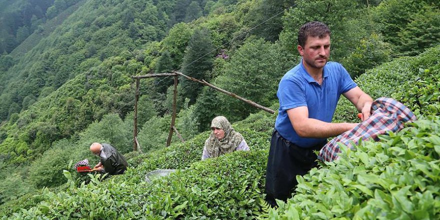 Yaş çayda taban fiyat açıklaması