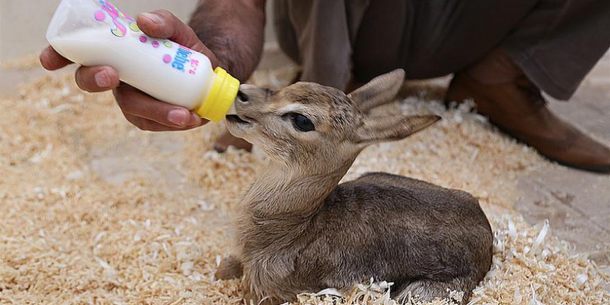 Mehmetçik'in sınırda bulduğu ceylan biberonla besleniyor