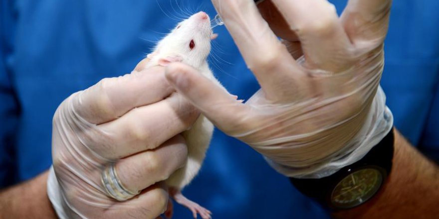 Bilim insanları dünyadaki ilk fare kafası nakline imza attı