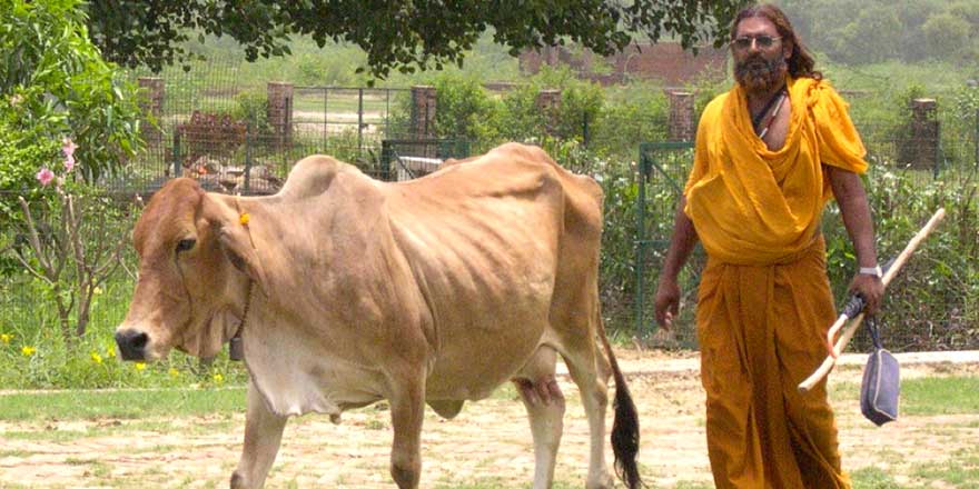 Hindistan’da inek bakanlığı kurulabilir