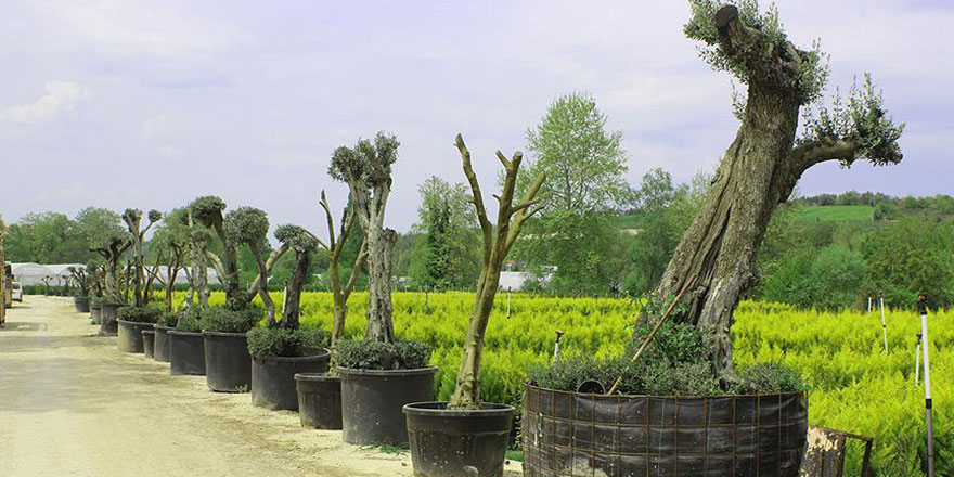 200 yıllık zeytin ağaçlarını odun olmaktan kurtaran yöntem