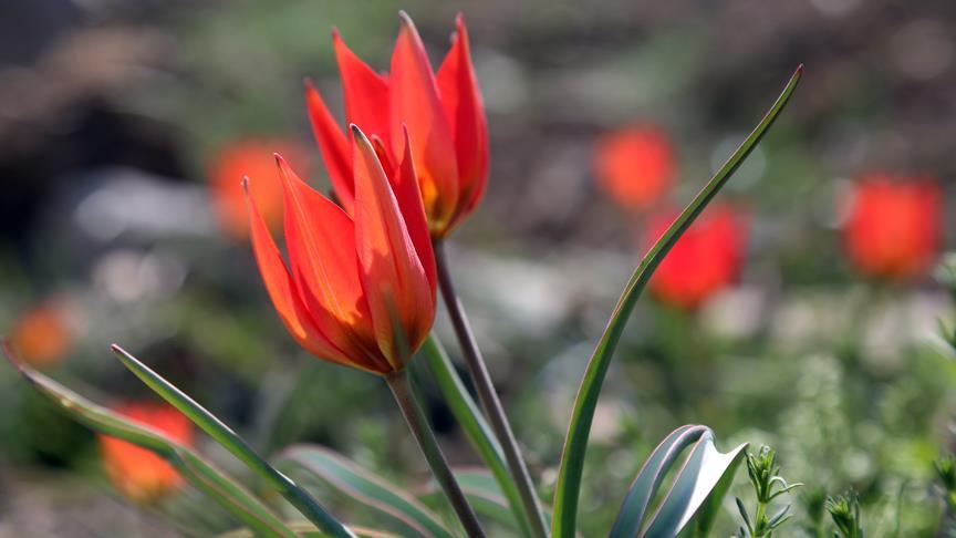 Bu laleyi koparana 42 bin lira ceza