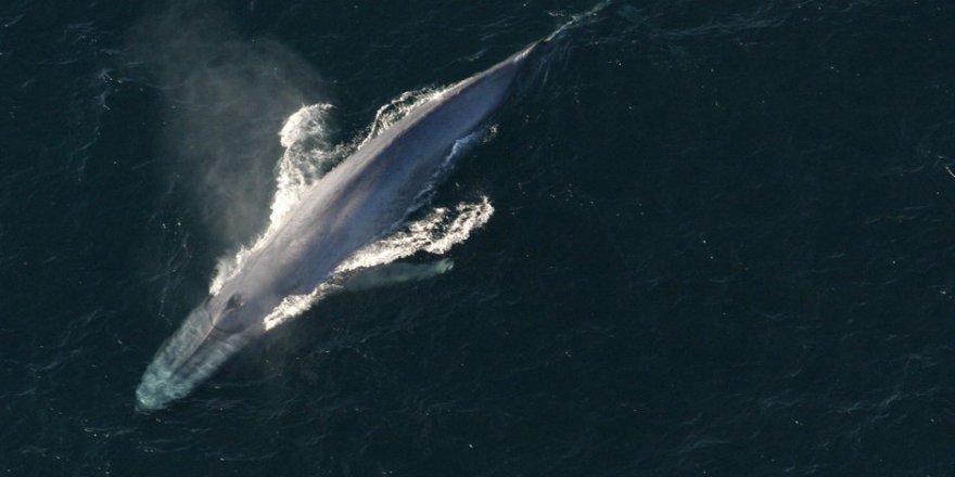 Bu oyun karşınıza çıkarsa sakın oynamayın!