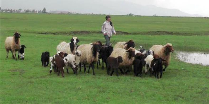 Hem çobanlık yaptılar hem TEOG birincisi oldular
