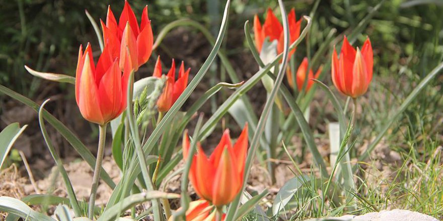 Manisa Lalesi'ne özel koruma