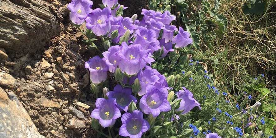 Bu çiçeği koparmanın cezası 42 bin lira