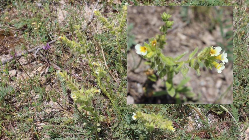 Bu bitkiden dünyada sadece 111 adet var