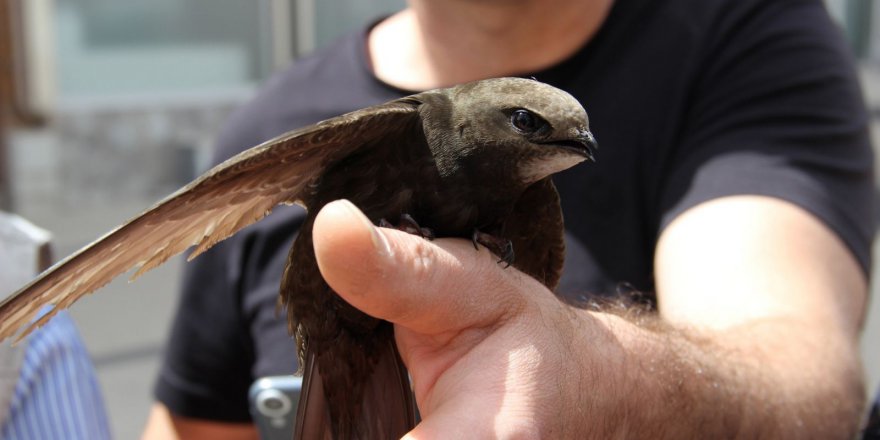 Kur'an-ı Kerim'de adı geçen kuş Türkiye'de bulundu
