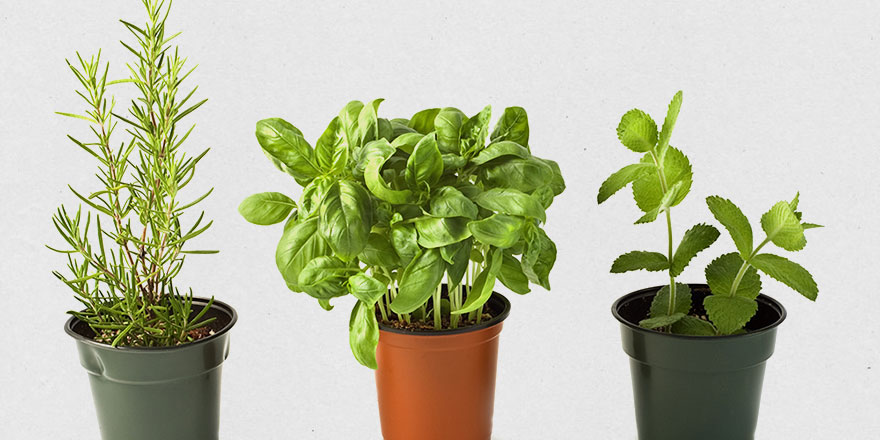 Kötü enerjiyi evden uzaklaştıran 6 bitki