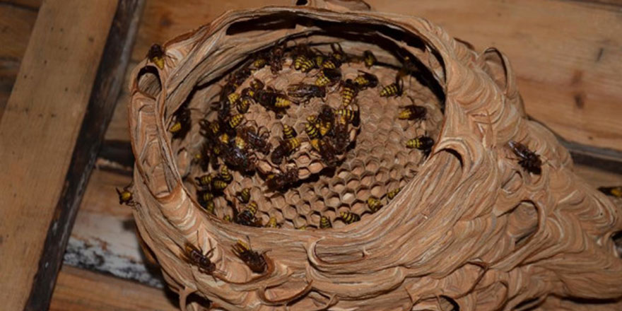 Bitlis Hizan'da arı ölümleri korkutuyor