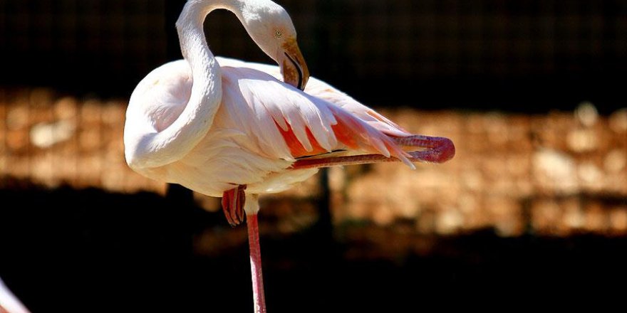 Flamingolar enerji tasarrufu için bunu yapıyormuş