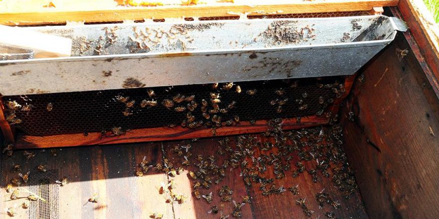 'Toplu arı ölümleri' yüzde 41'e ulaştı