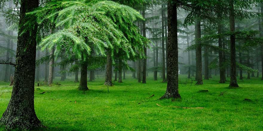 Türkiye'nin yeşiline üniversiteli eller değiyor