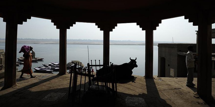 Hindistan'da 'kesim için inek satışı yasağına' tepki