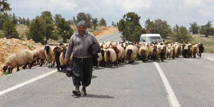 Yörüklerin yayla yolculuğu başladı