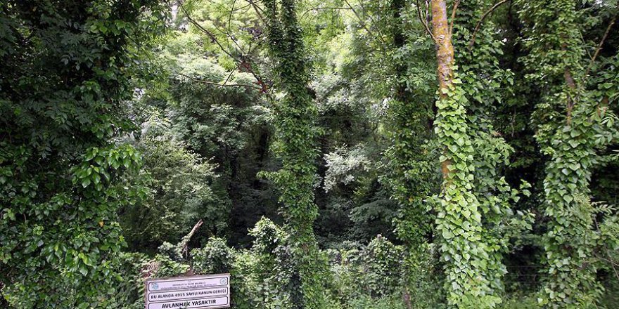 Bu ormana sadece bilim insanları girebiliyor