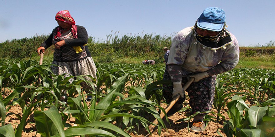 'Tarla mesaisi'ne ramazanda mola yok