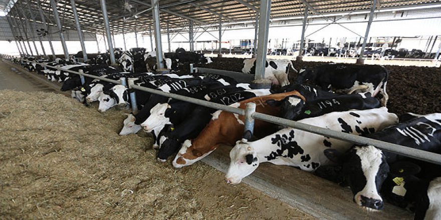 Filistin'de süt fabrikası elektrik üretiyor