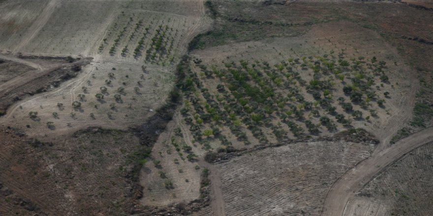 Yanan ormanlar yeniden yeşeriyor