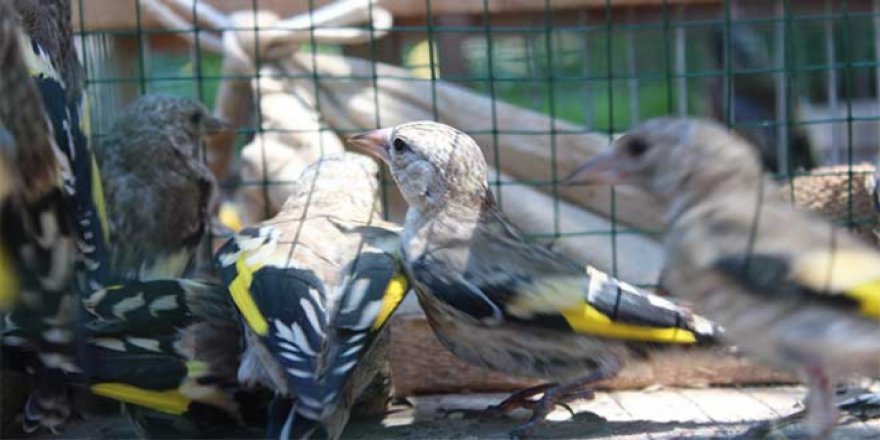 Saka kuşu avlayanlara para cezası