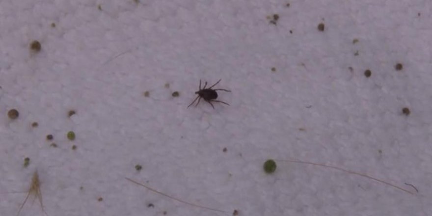 'Kene vücuttan yağ dökülerek çıkarılmamalı'