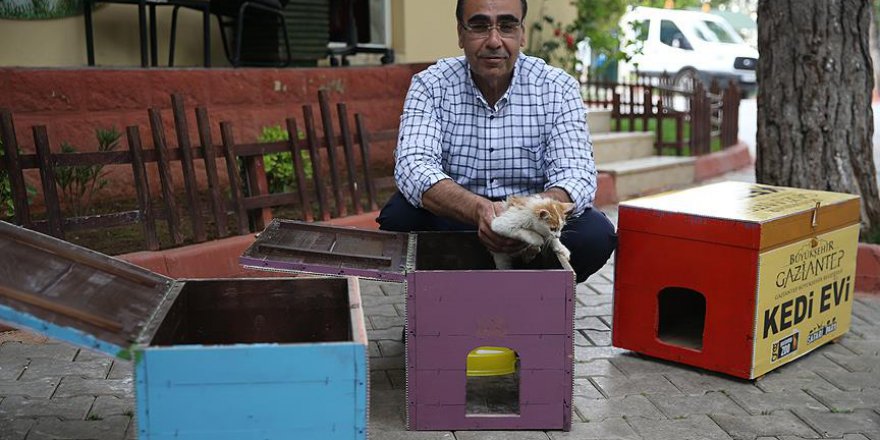 Eski seçim sandıkları kedilere yuva oldu