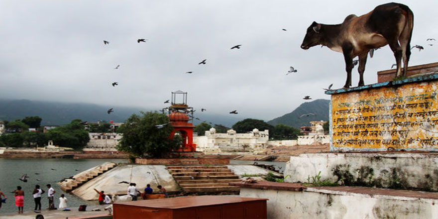 Hindistan'da 'kutsal inek' isyana yol açtı