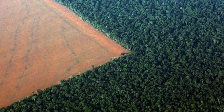 Norveç'ten Brezilya'ya orman uyarısı: Aksi halde...