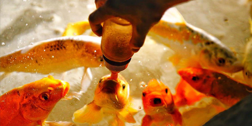 Bu balıklar biberonla besleniyor