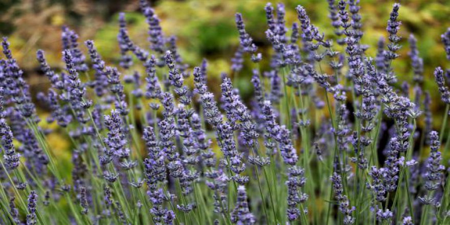 Bingöl lavanta kokacak