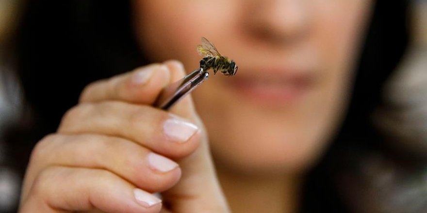 'Arının ölüsü de şifa kaynağı'