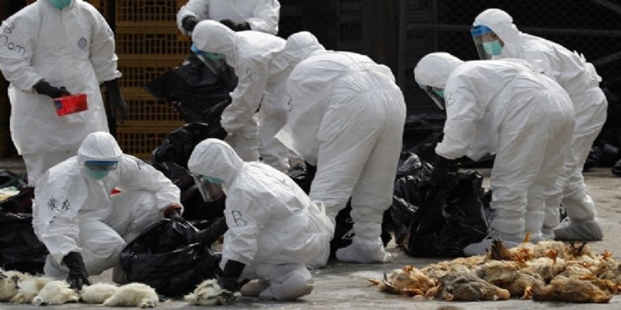 Güney Afrika'da kuş gribi yüzünden binlerce hayvan itlaf edilecek