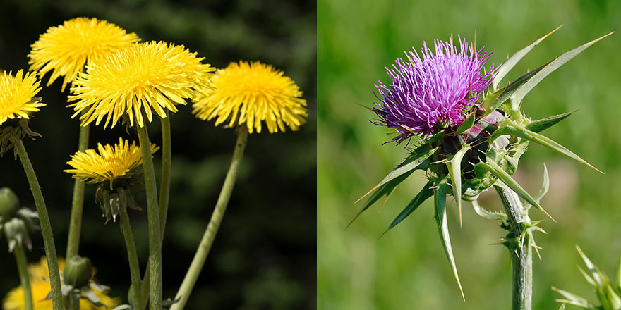 Kainat eczanesinden karaciğere faydalı olan bitkiler