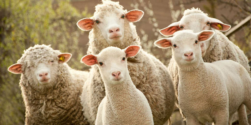 Bediüzzaman’ın penceresinden 'insan ve hayvanların görevleri'