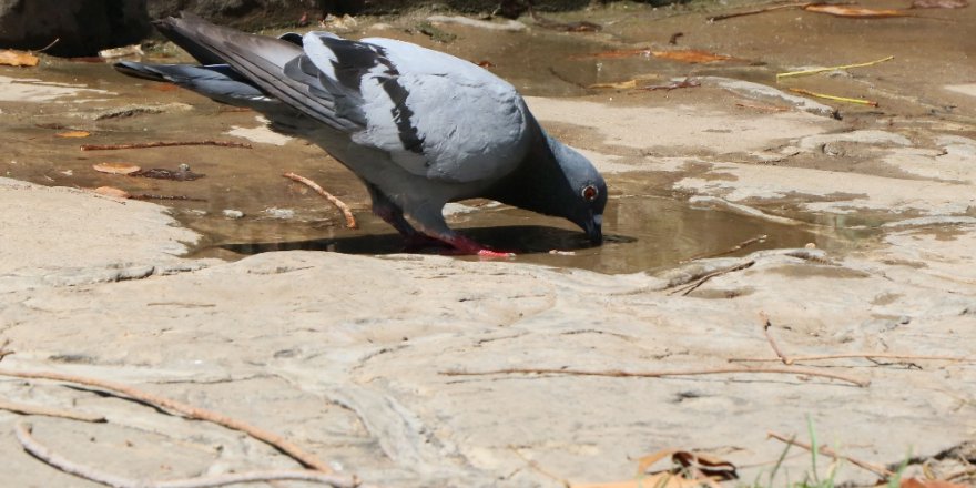 Sıcak hava, hayvanları da bunalttı