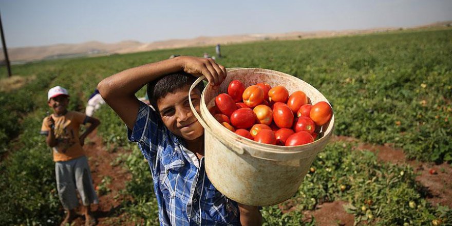 Kavurucu sıcakta ekmek mücadelesi
